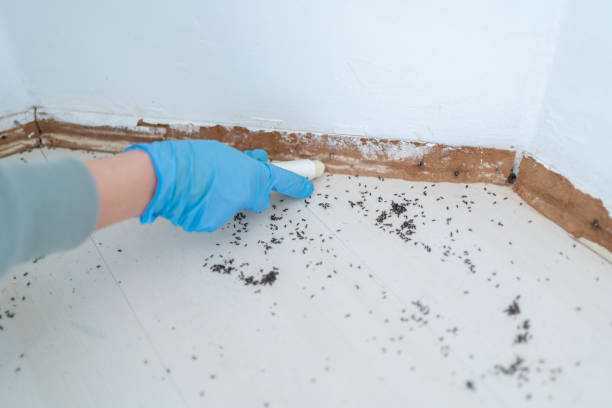 Best Wasp Removal Services  in Mascoutah, IL